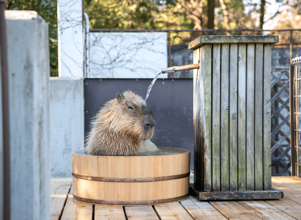 こども動物園