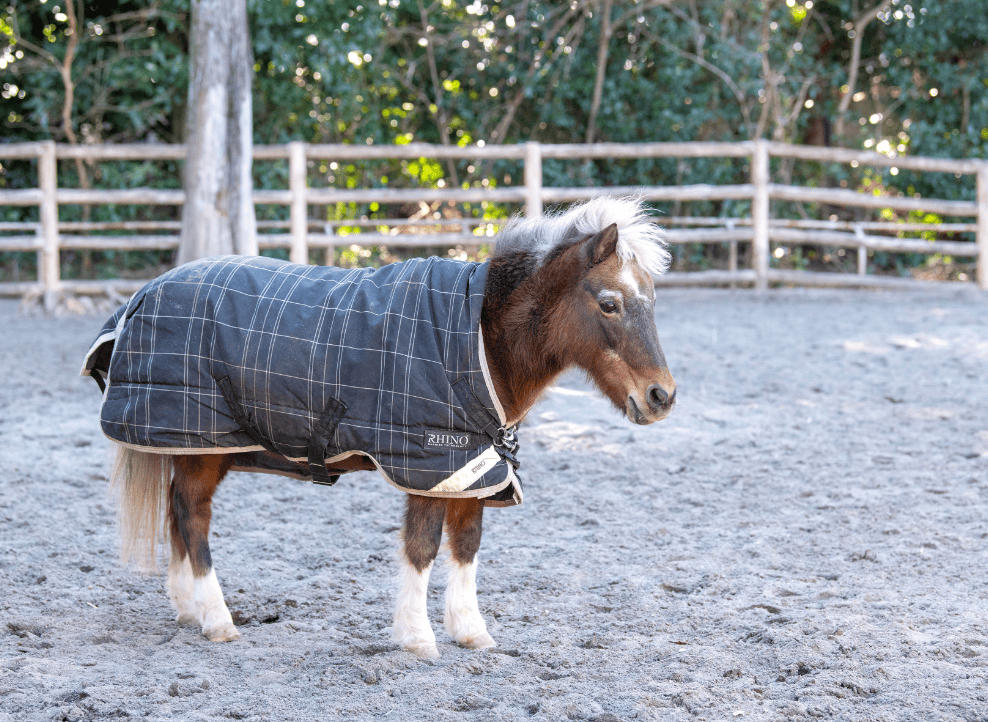 こども動物園