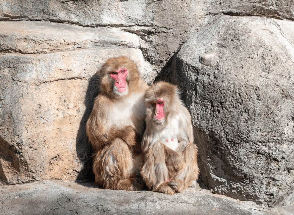 こども動物園