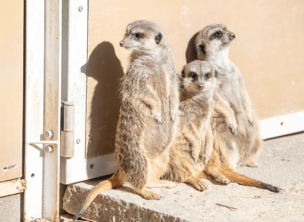 こども動物園