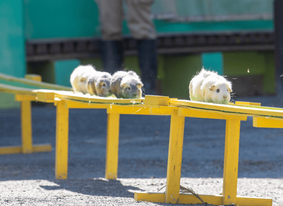 こども動物園