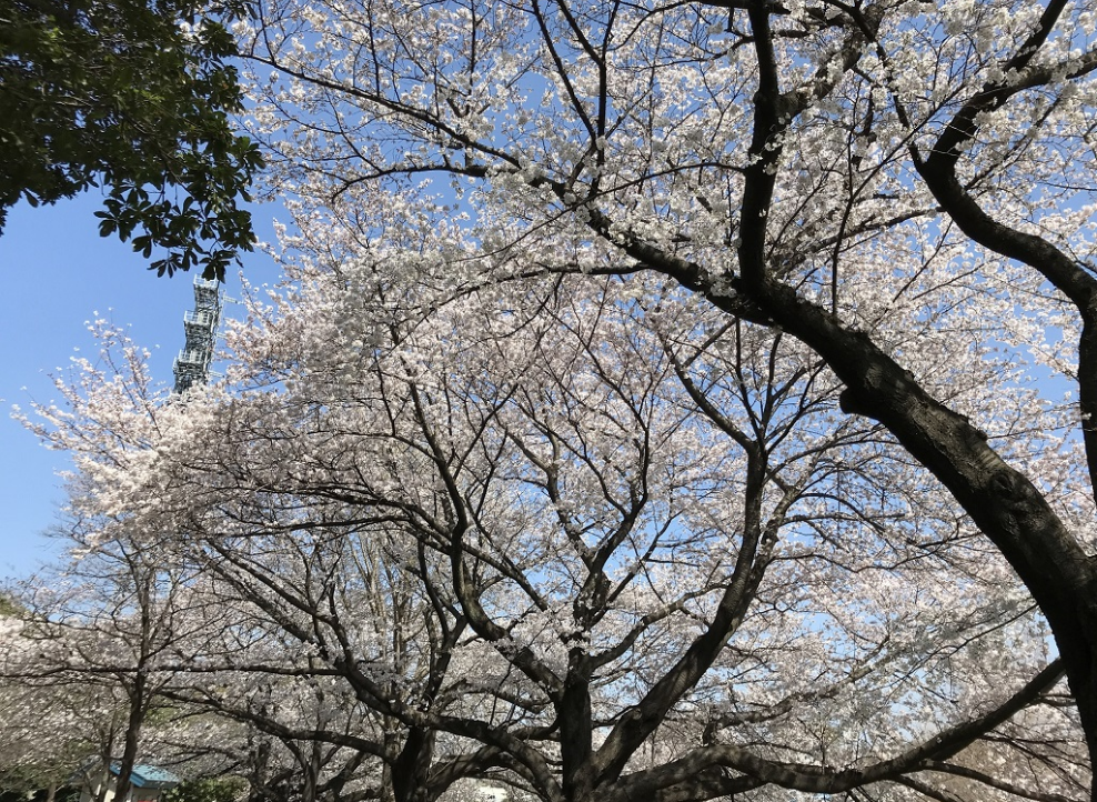 大宮第二・第三公園で春を満喫！