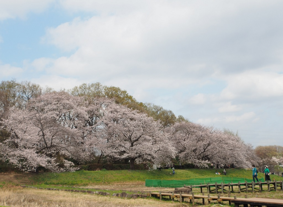 大宮第二・第三公園で春を満喫！