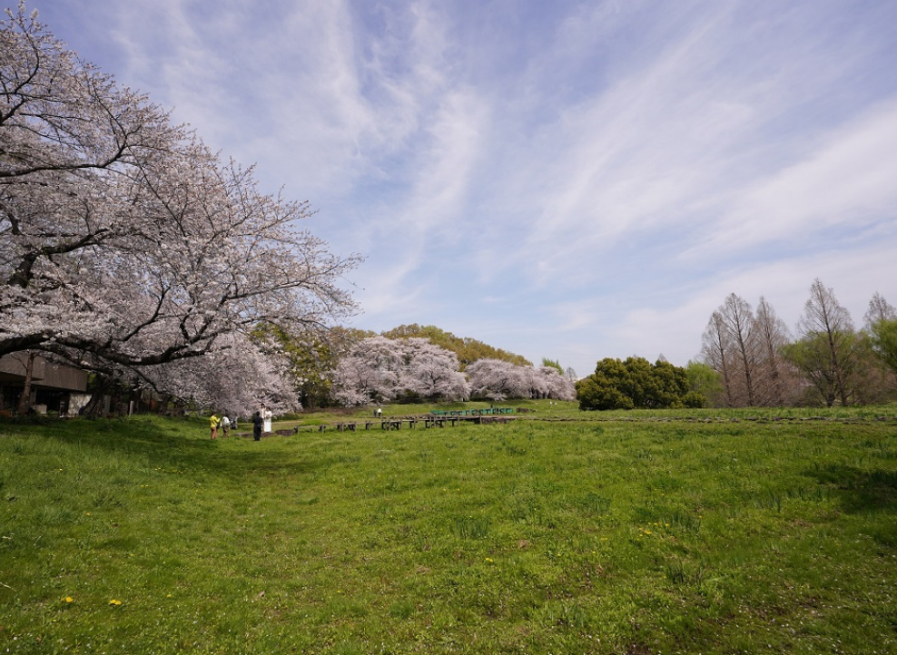 大宮第二・第三公園で春を満喫！