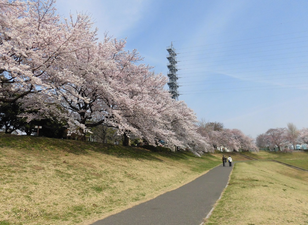 大宮第二・第三公園で春を満喫！