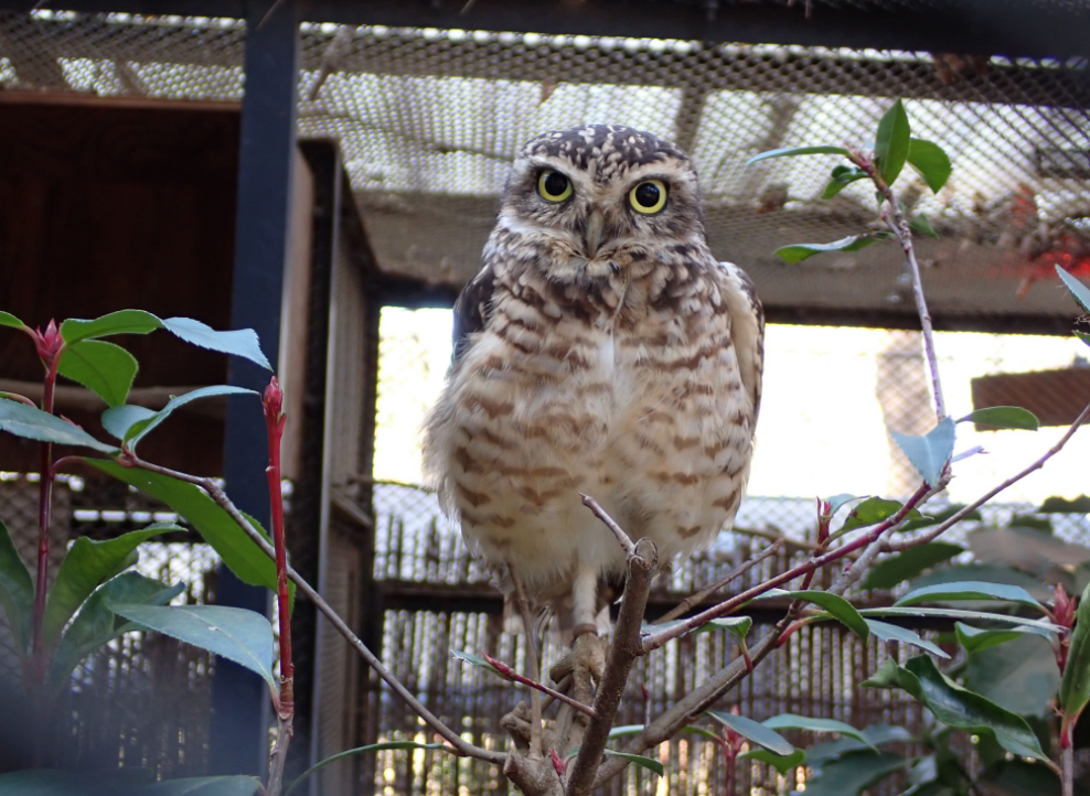 大宮公園小動物園