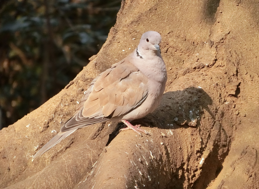 大宮公園小動物園