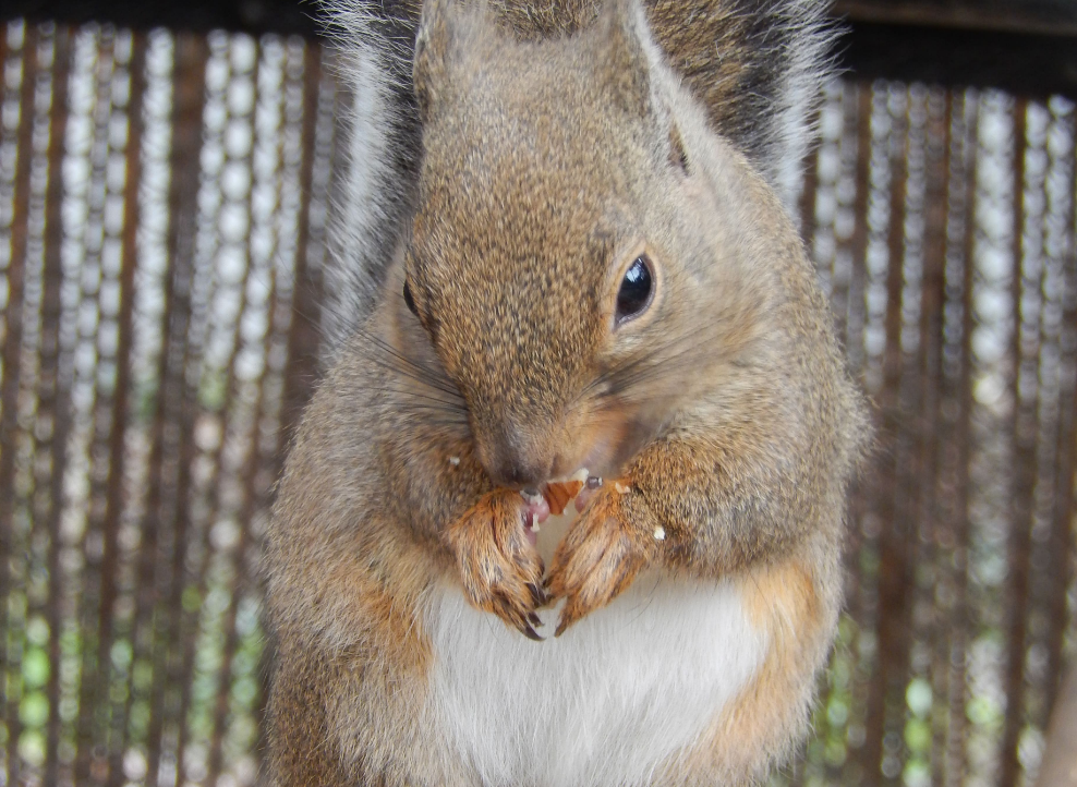 大宮公園小動物園