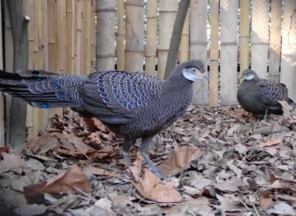 大宮公園小動物園