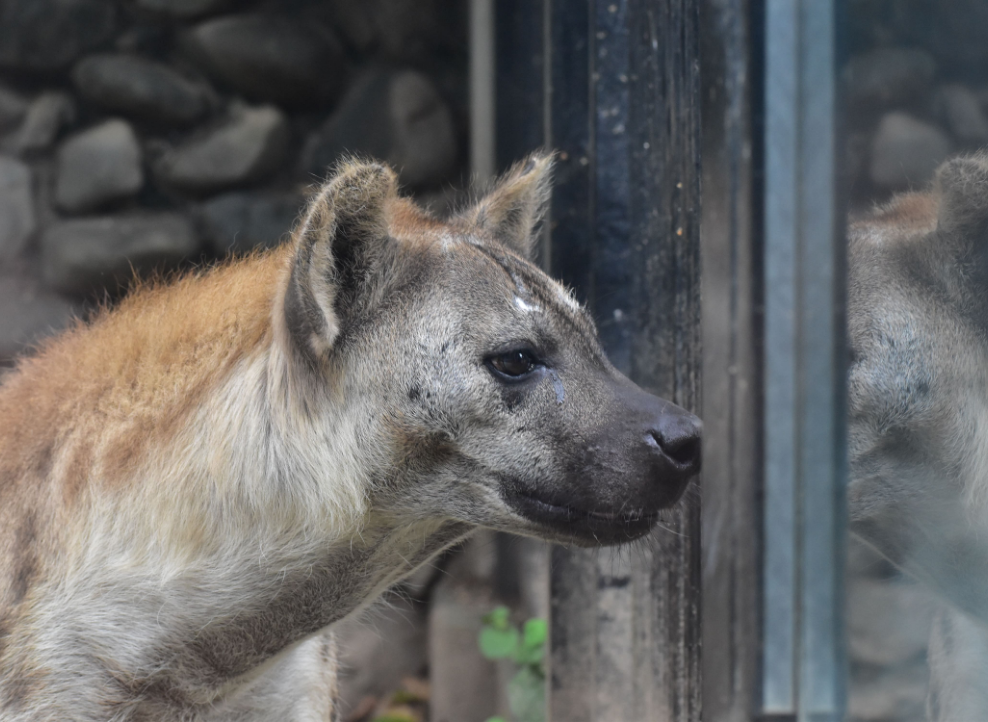 大宮公園小動物園