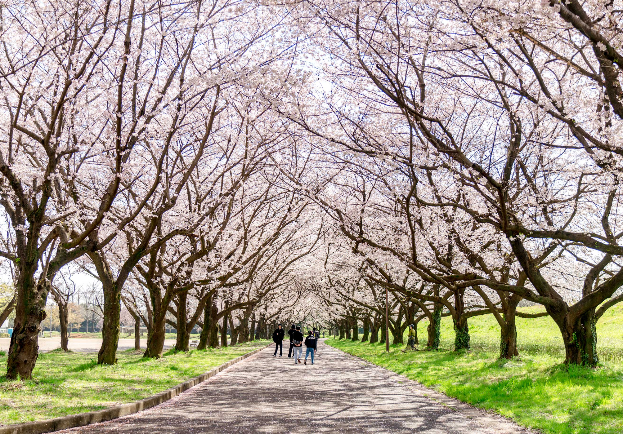 川越公園でお花見