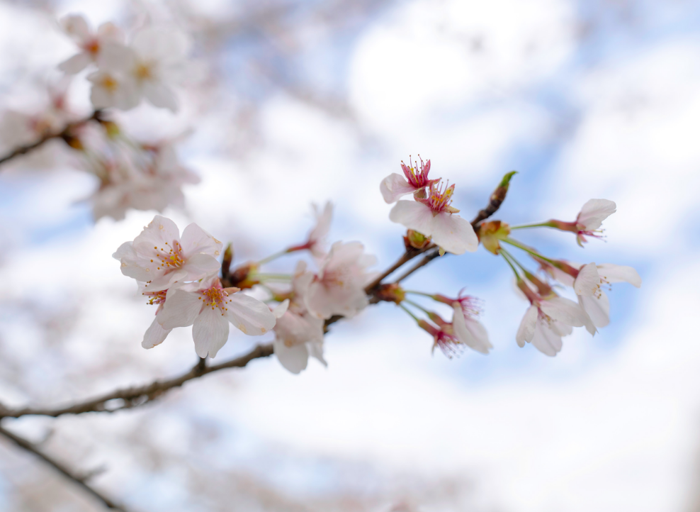 川越公園でお花見