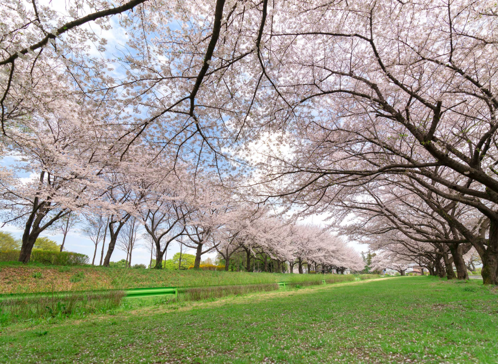 川越公園でお花見