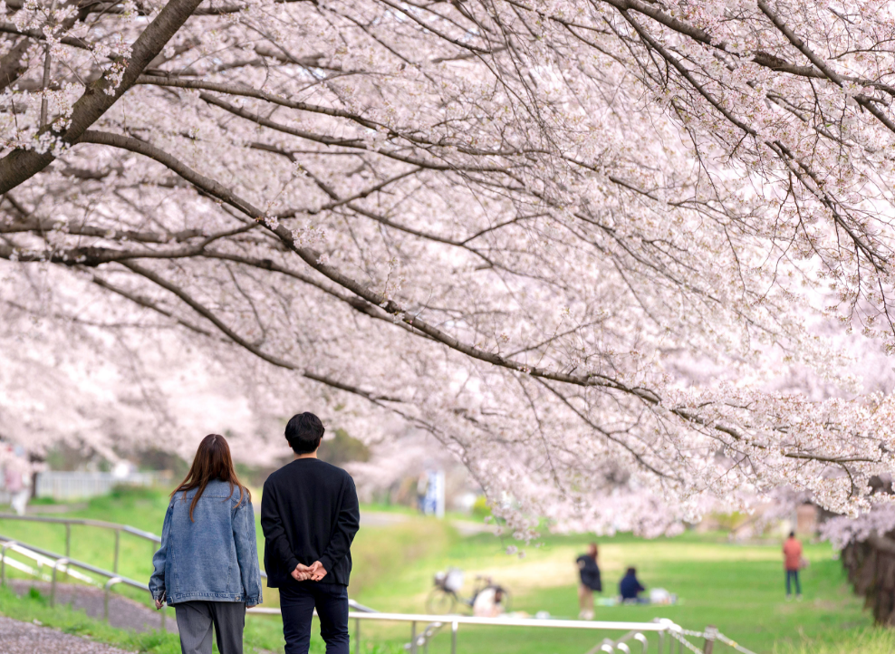 川越公園でお花見