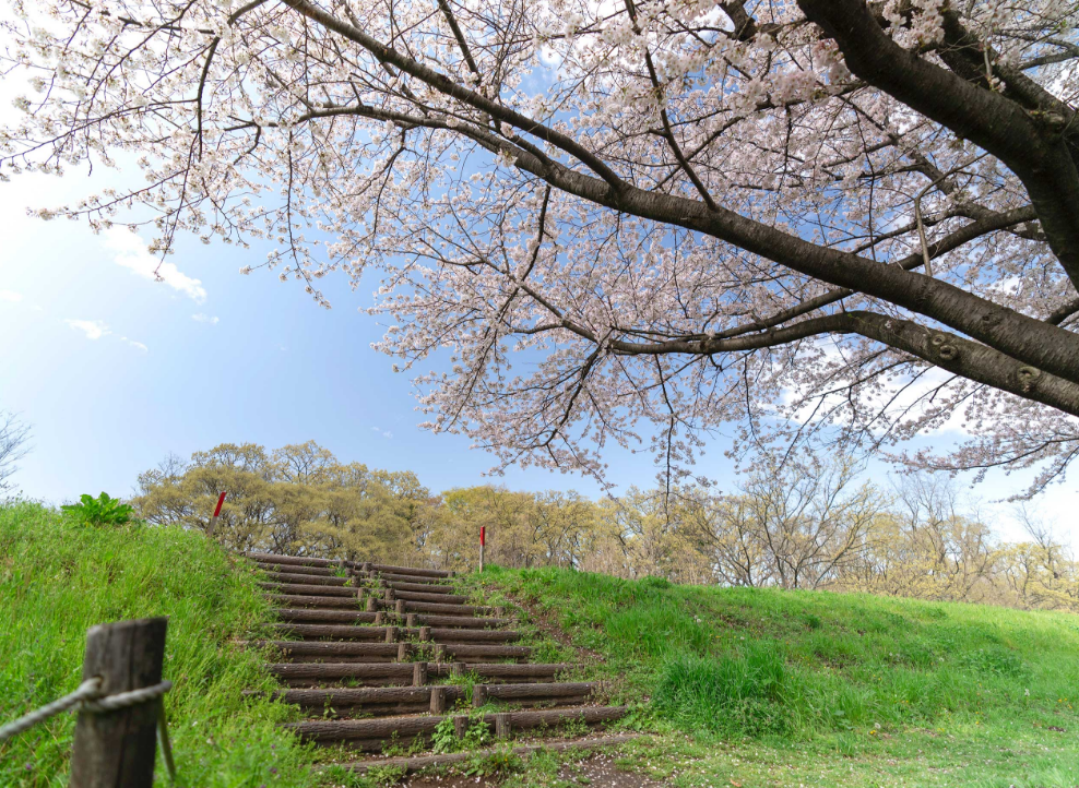 川越公園でお花見