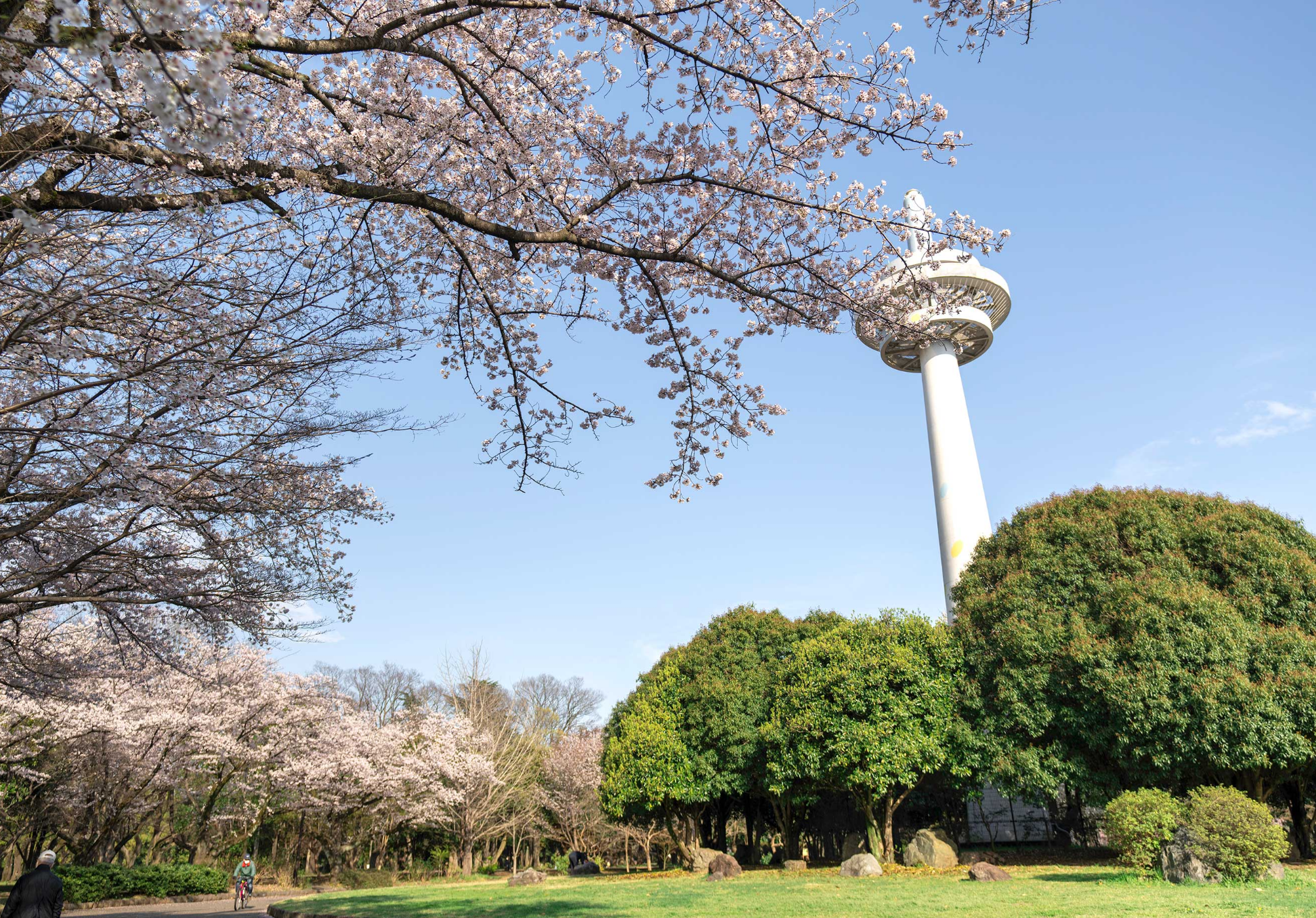 所沢航空記念公園でお花見