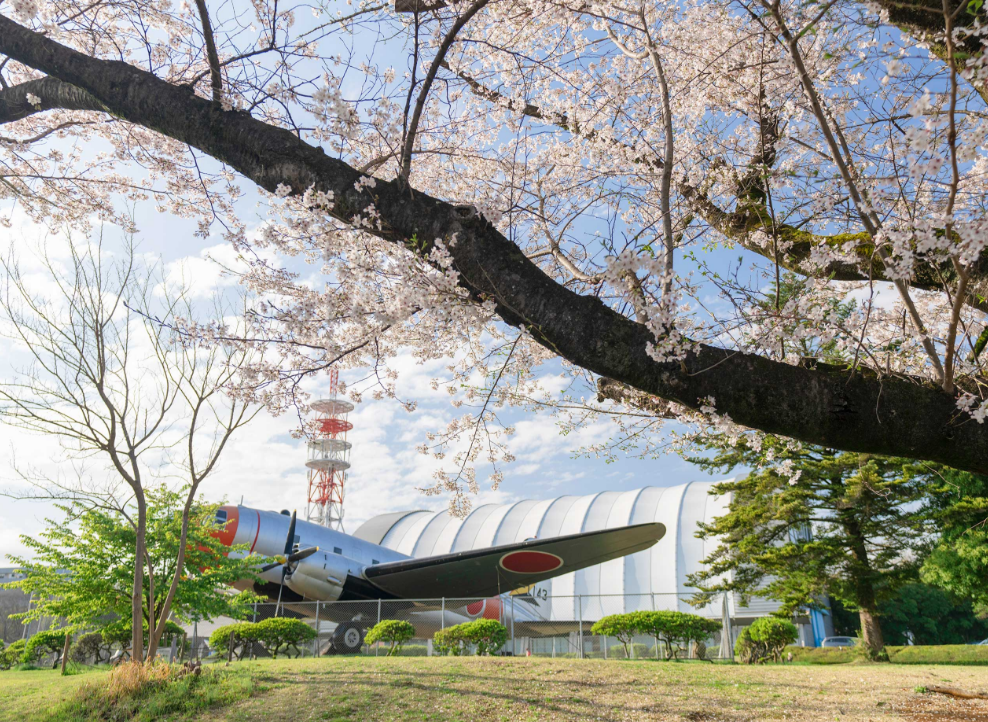 所沢航空記念公園でお花見