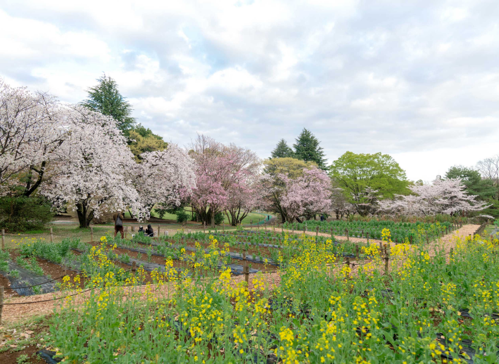 所沢航空記念公園でお花見