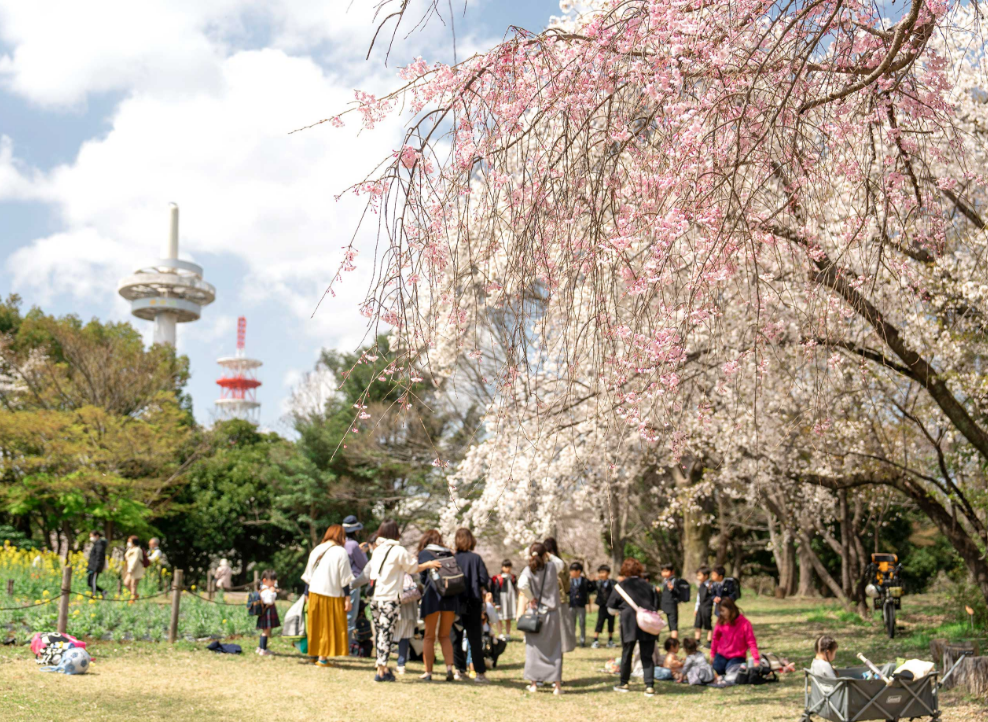 所沢航空記念公園でお花見