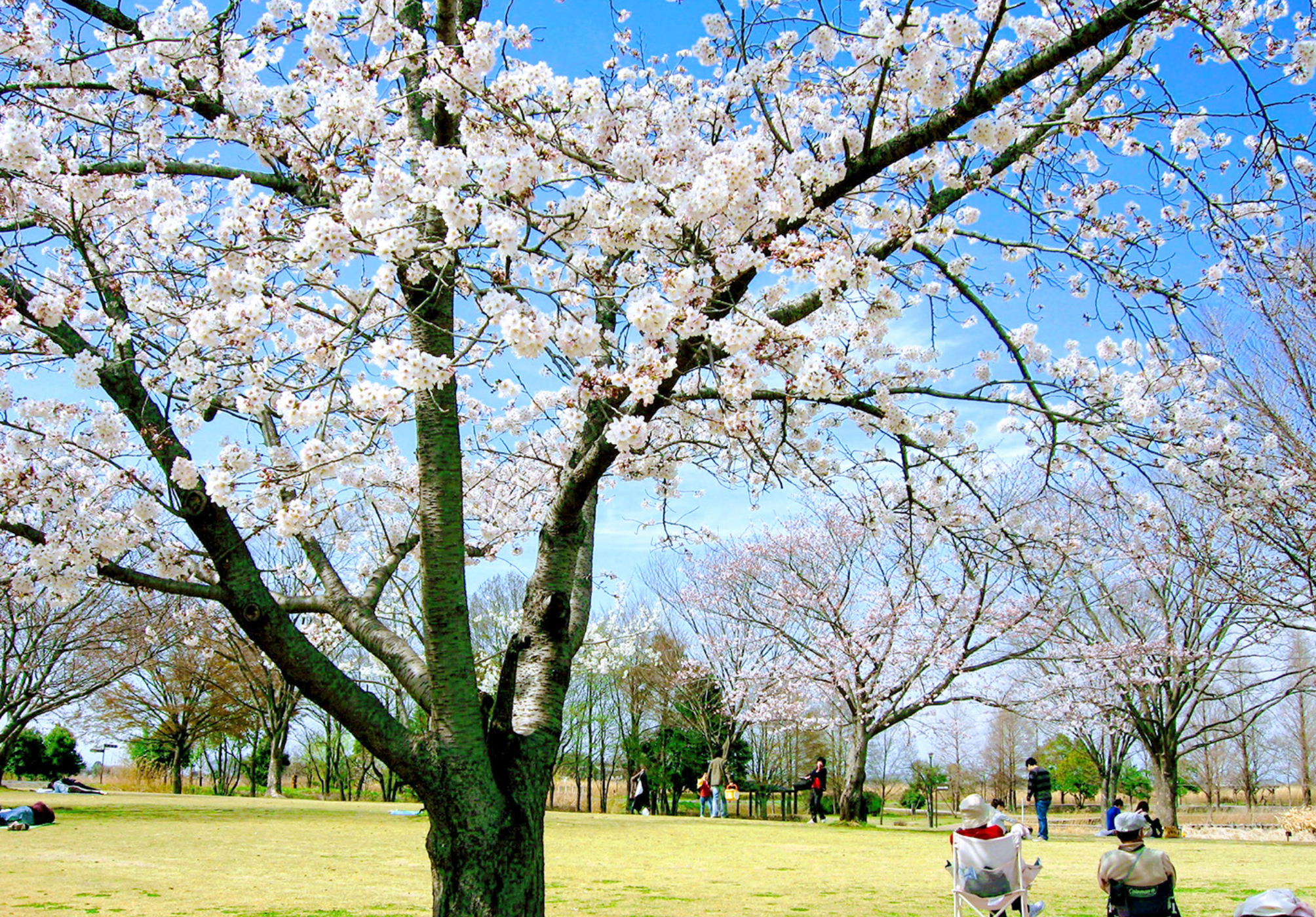 羽生水郷公園でピクニック！