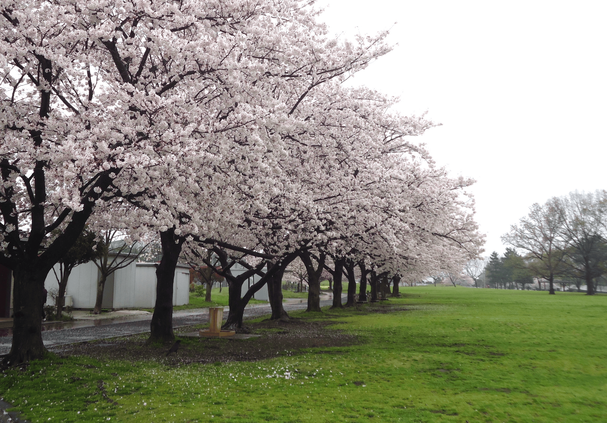 県民健康福祉村の桜