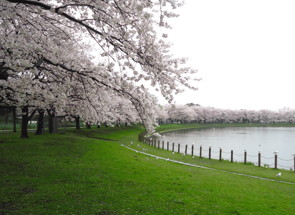 県民健康福祉村の桜