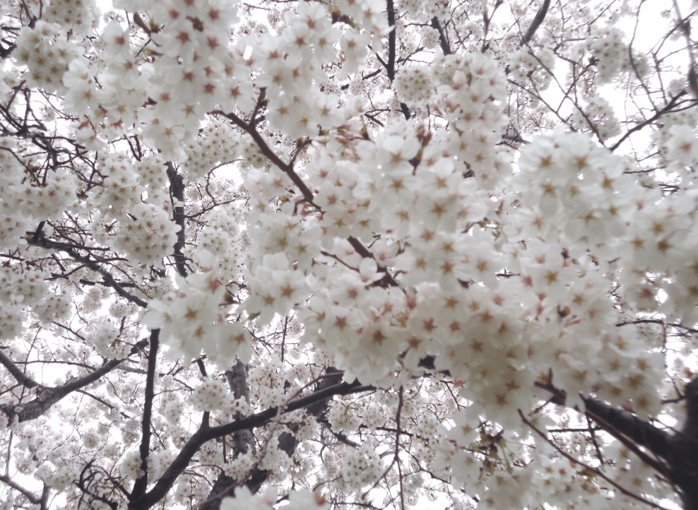 県民健康福祉村の桜