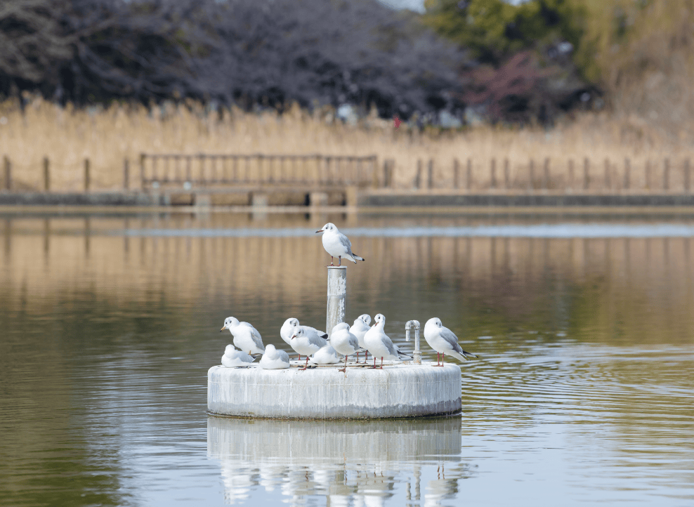 ウォーキングにぴったり！