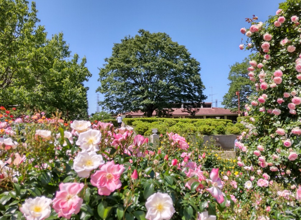 智光山公園