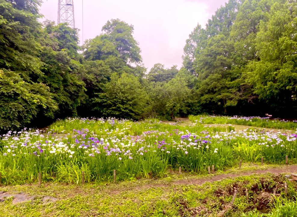 川越公園でプールフィッシング