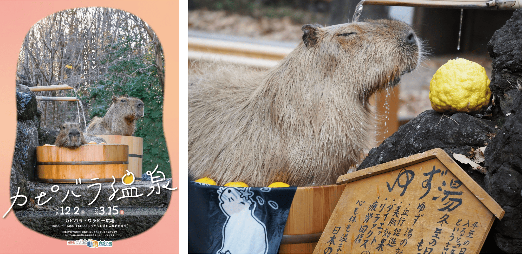 埼玉県こども動物自然公園　カピバラ温泉