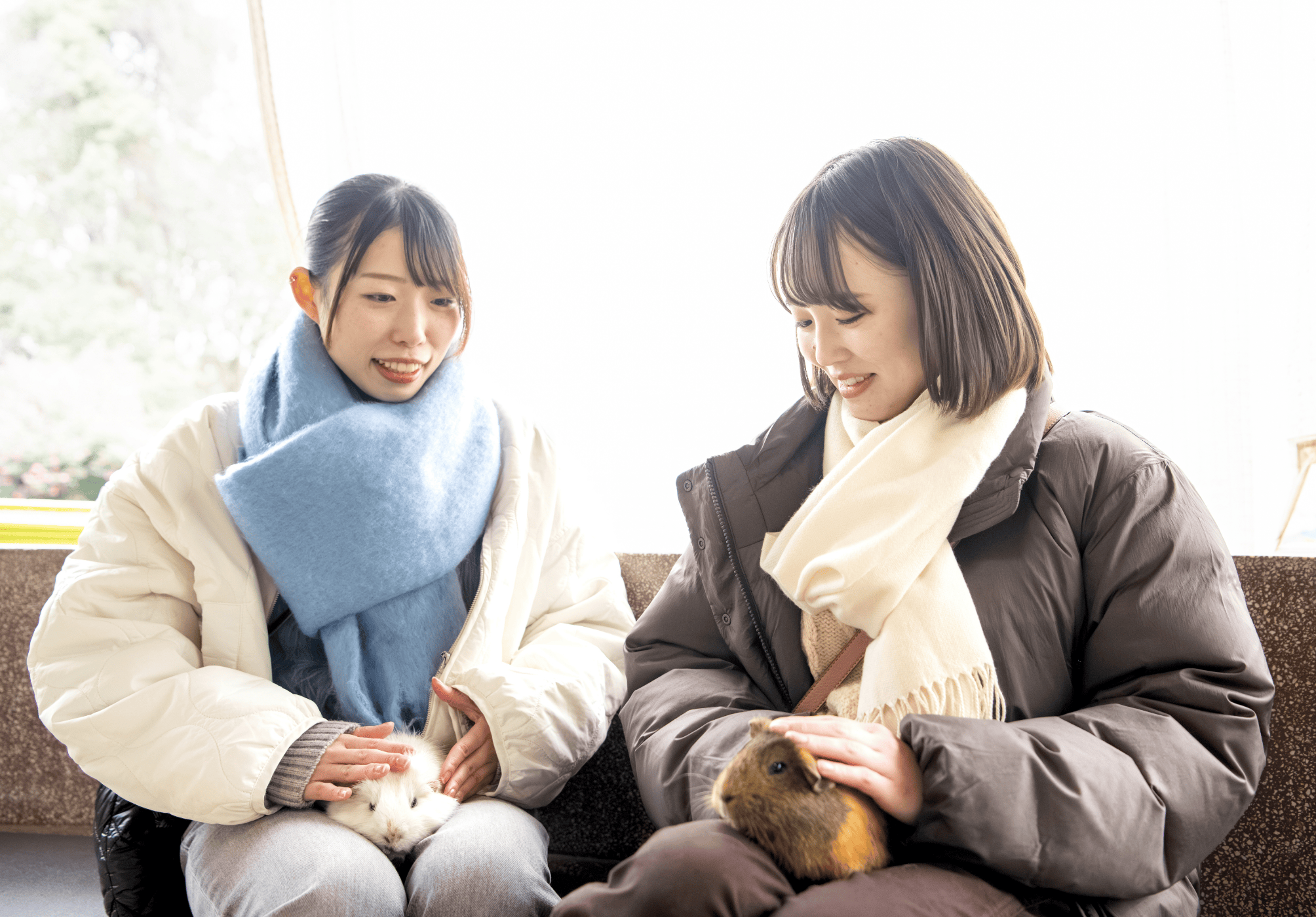 もふもふどうぶつ体験