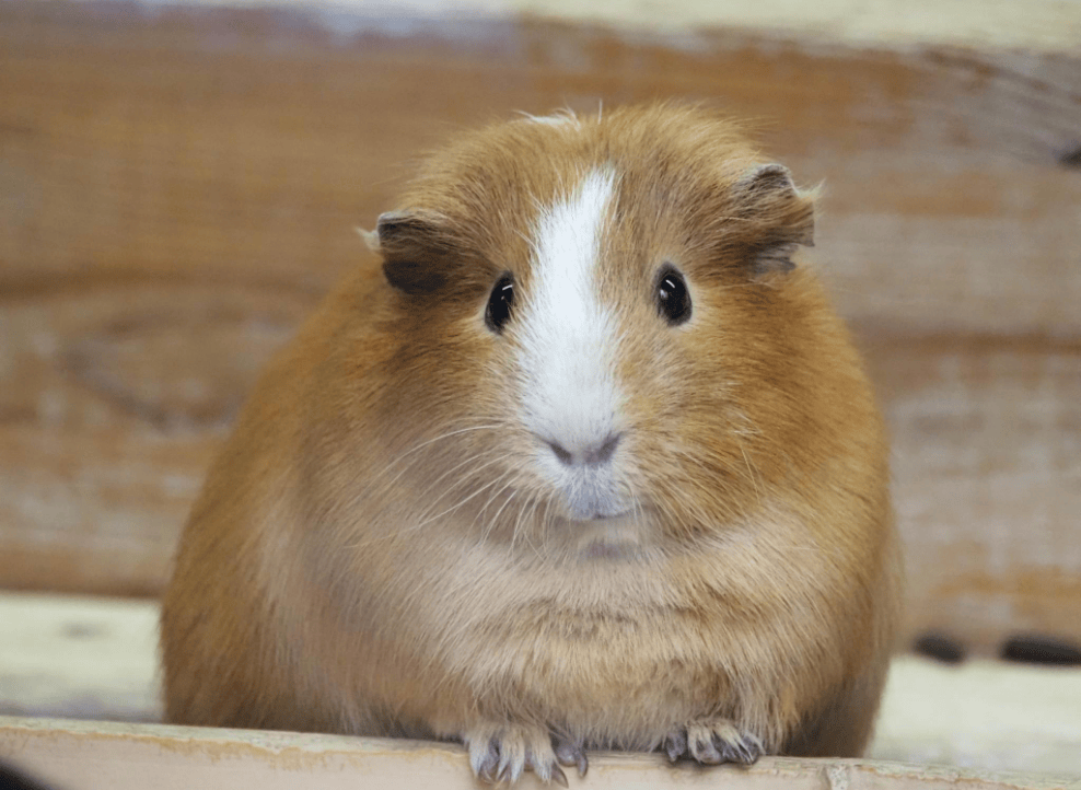 もふもふどうぶつ体験