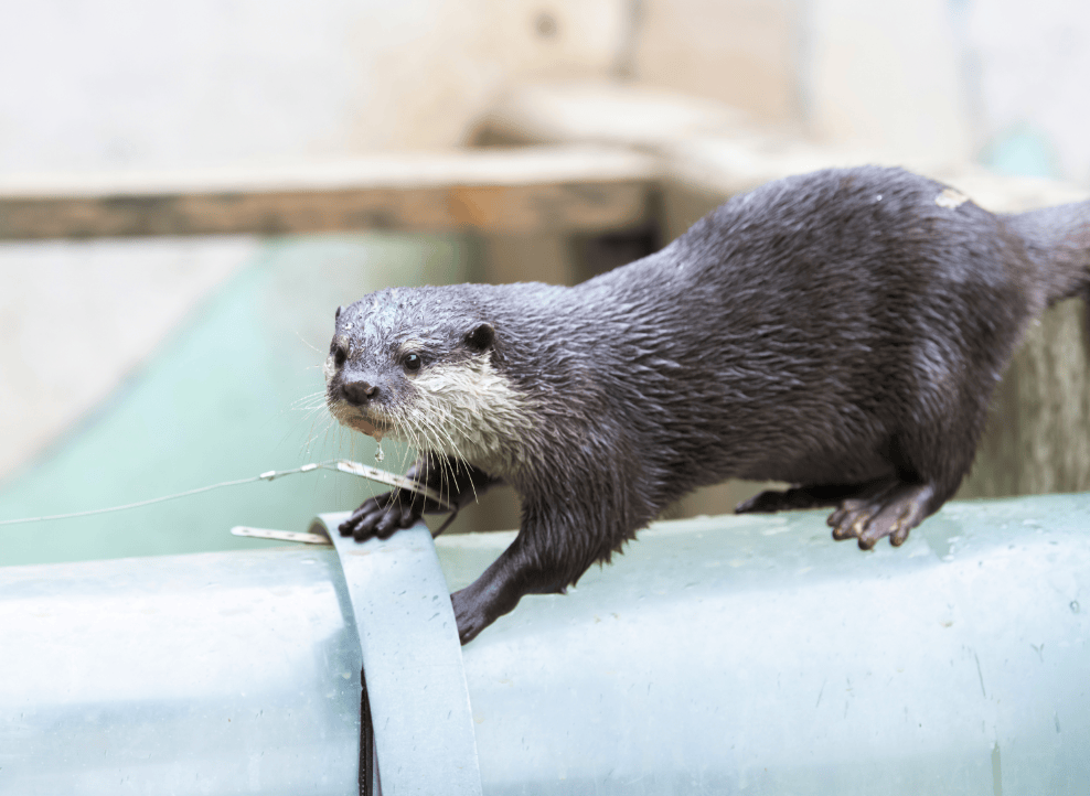 カワウソ