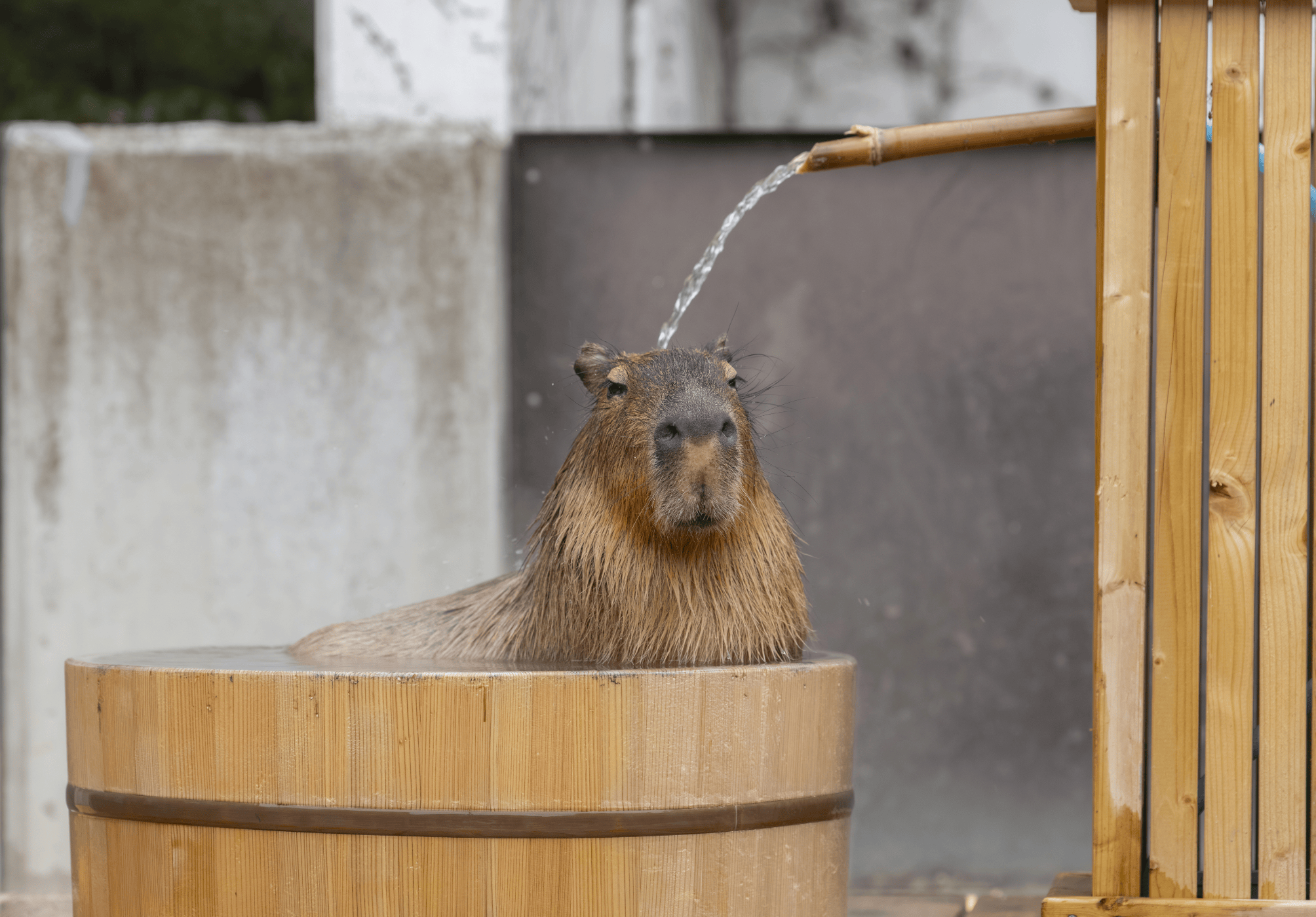 カピバラ