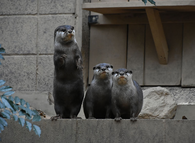 動物園のコツメカワウソたち