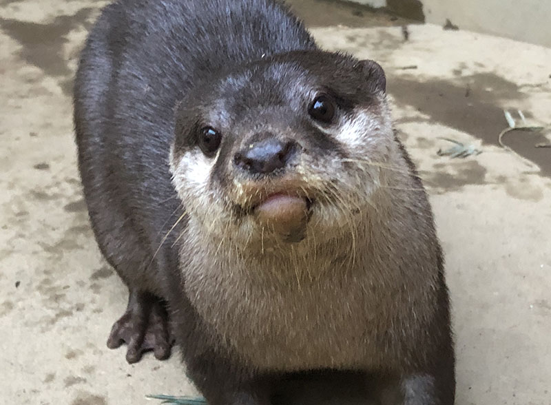 コツメカワウソのララ