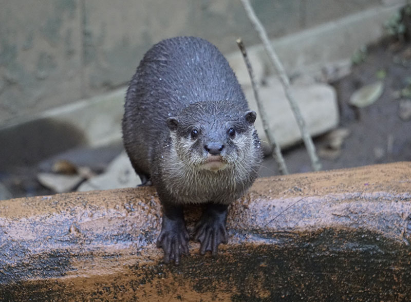 コツメカワウソのボンジリ