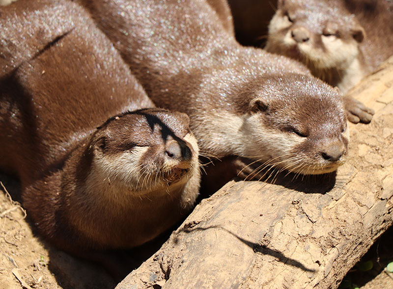 昼寝するコツメカワウソ