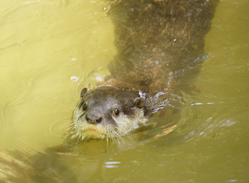 泳ぐコツメカワウソ