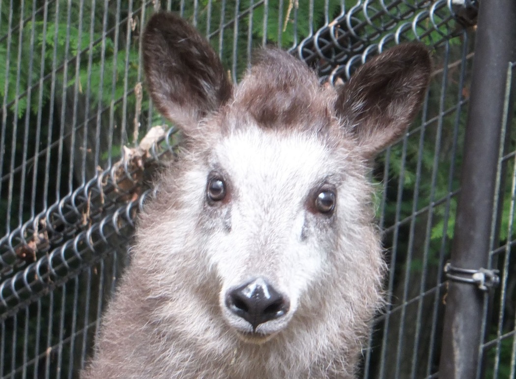 2018年うまれのモモ(メス)現在は茶臼山動物園にいます モモ