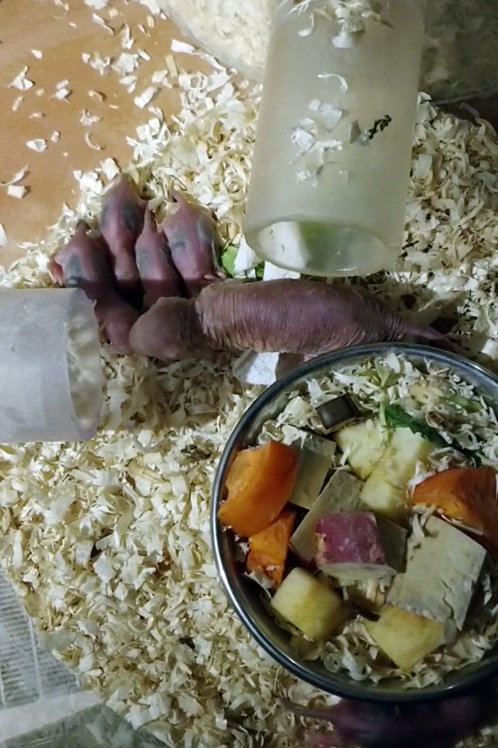 餌を食べに集まるこどもたち エサを食べるデバネズミ子