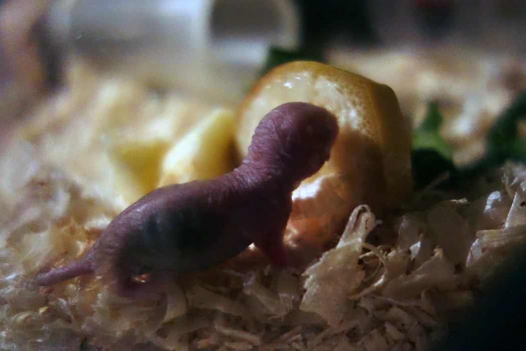 バナナを食べるこども バナナをかじっている様子