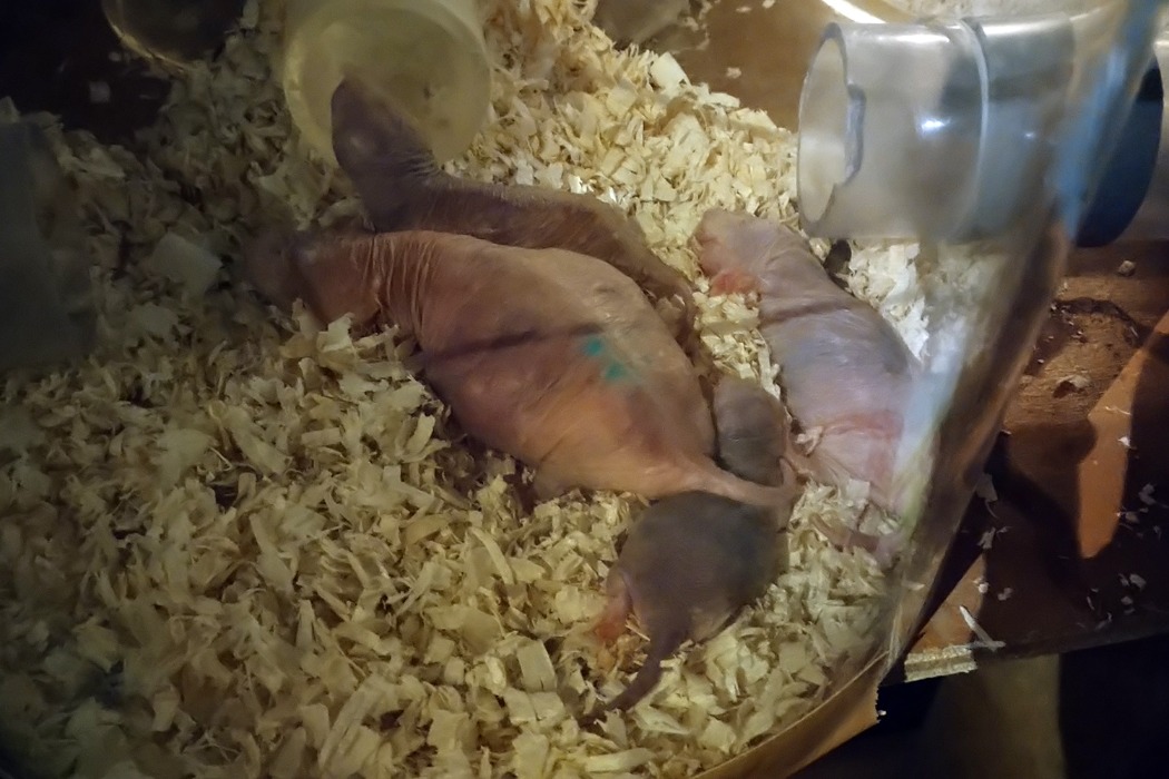 妊娠中のハダカデバネズミ