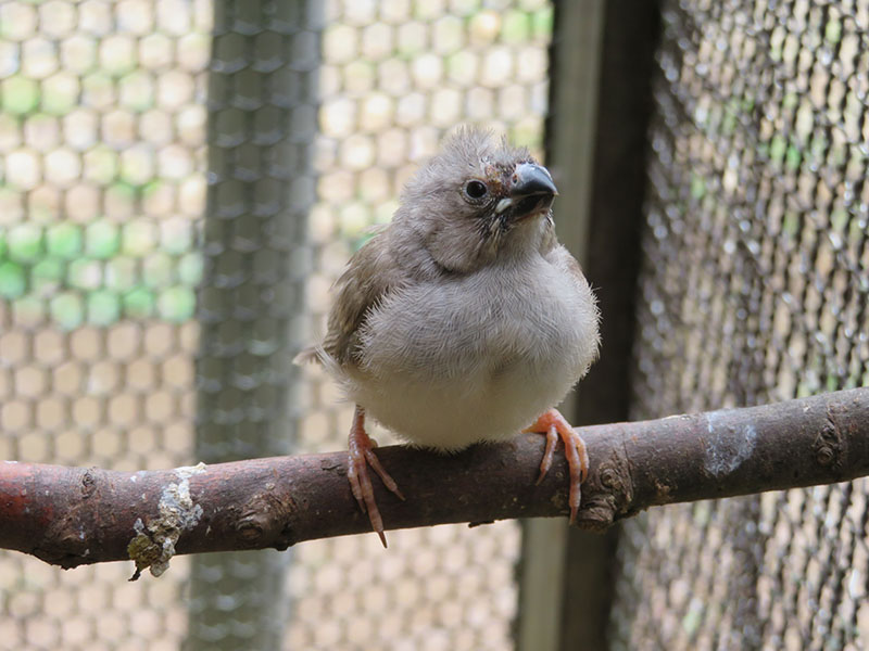 6月14日に巣立ったヒナ ヒナ