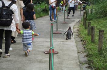 仕切りスペースを歩くペンギン