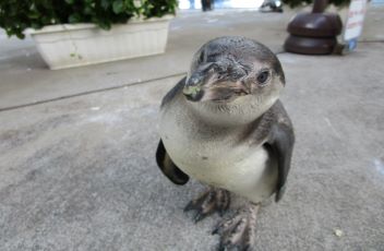 ペンギン幼鳥