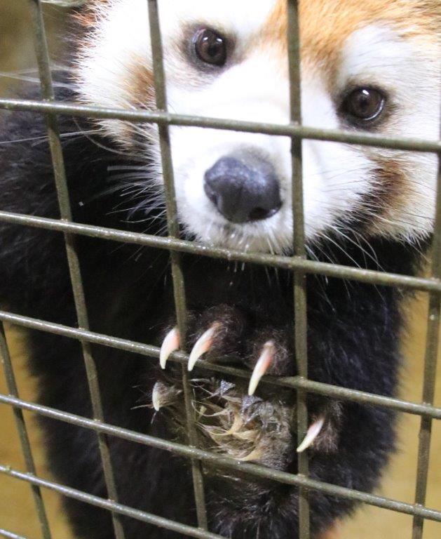 木登りにかかせない尖った爪 レッサーパンダの爪