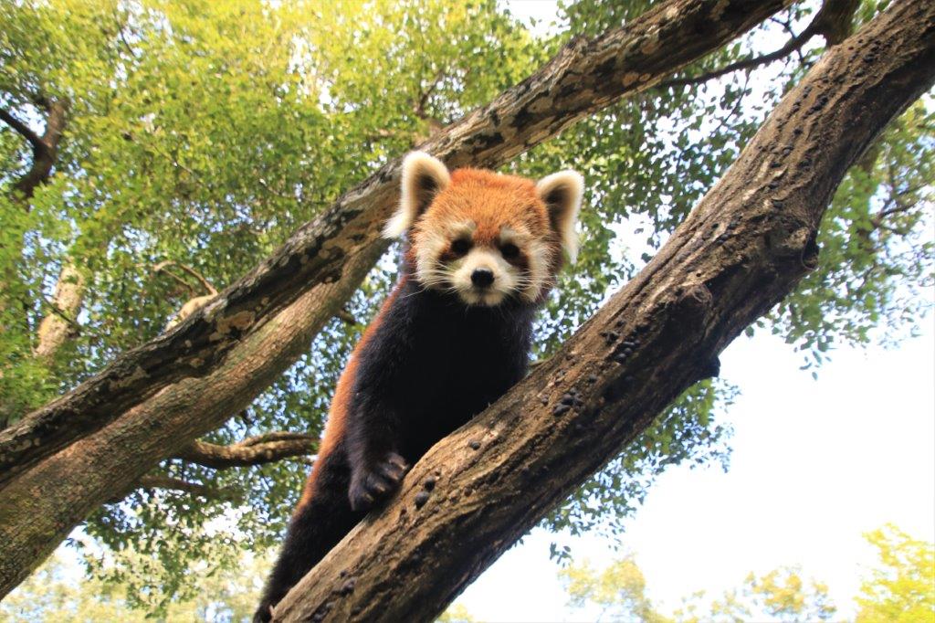 木に登るレッサーパンダ