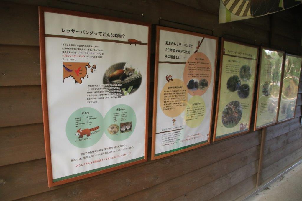 展示の前にはいろいろな情報も掲示してあります レッサーパンダ舎前の掲示物